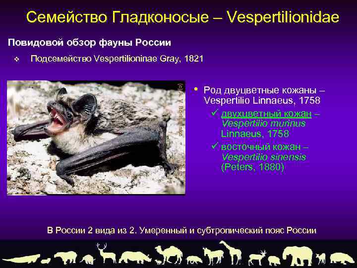 Семейство Гладконосые – Vespertilionidae Повидовой обзор фауны России v Подсемейство Vespertilioninae Gray, 1821 •