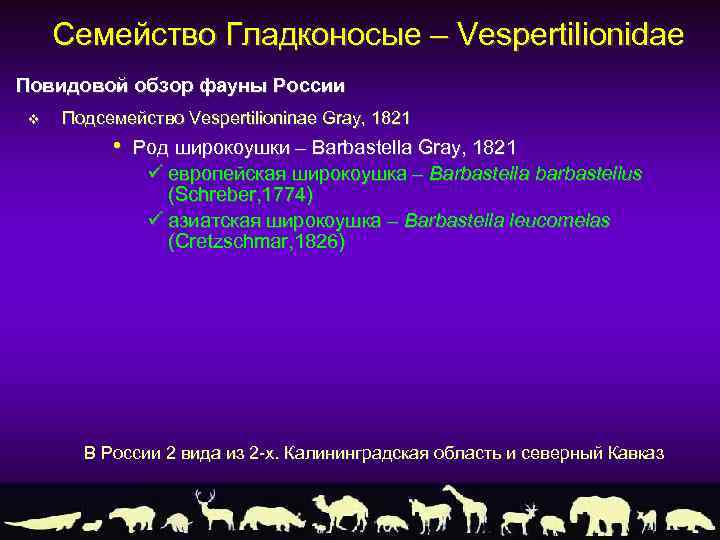 Семейство Гладконосые – Vespertilionidae Повидовой обзор фауны России v Подсемейство Vespertilioninae Gray, 1821 •