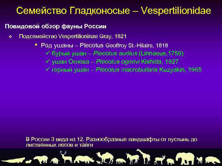 Семейство Гладконосые – Vespertilionidae Повидовой обзор фауны России v Подсемейство Vespertilioninae Gray, 1821 •