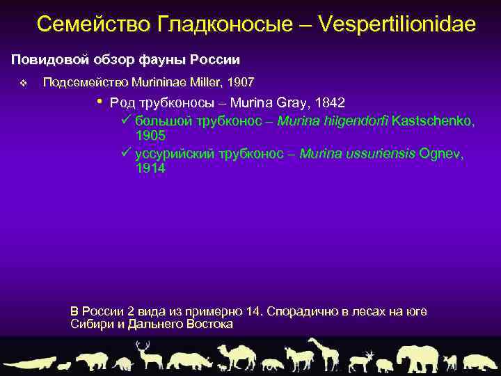 Семейство Гладконосые – Vespertilionidae Повидовой обзор фауны России v Подсемейство Murininae Miller, 1907 •