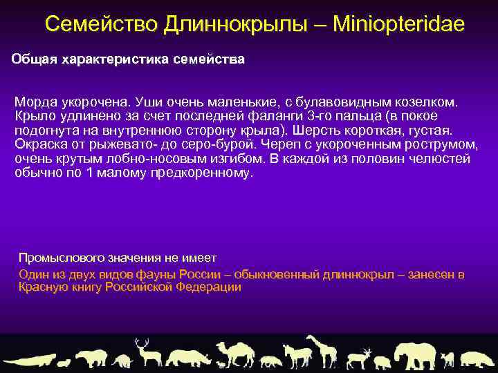 Семейство Длиннокрылы – Miniopteridae Общая характеристика семейства Морда укорочена. Уши очень маленькие, с булавовидным