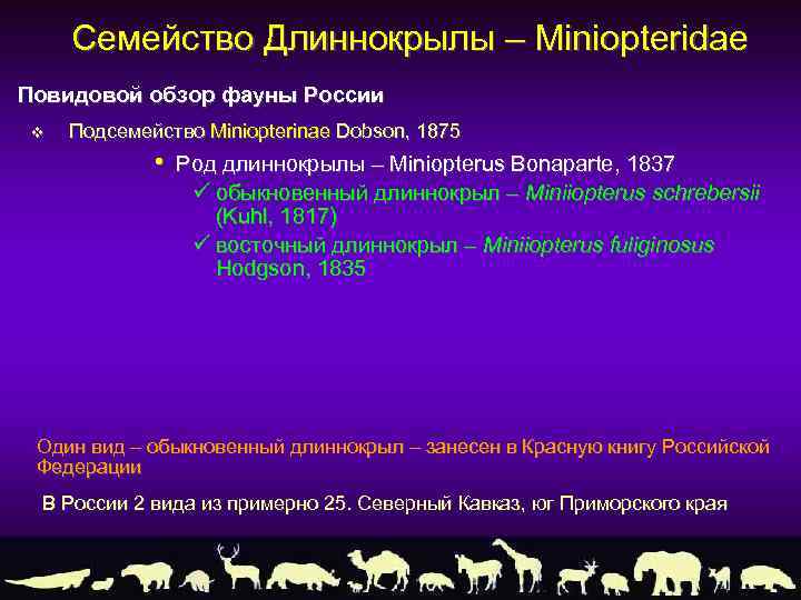 Семейство Длиннокрылы – Miniopteridae Повидовой обзор фауны России v Подсемейство Miniopterinae Dobson, 1875 •