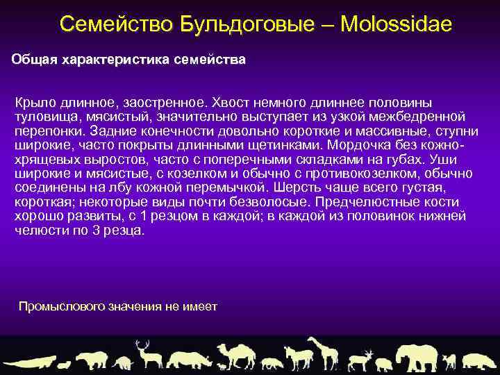 Семейство Бульдоговые – Molossidae Общая характеристика семейства Крыло длинное, заостренное. Хвост немного длиннее половины