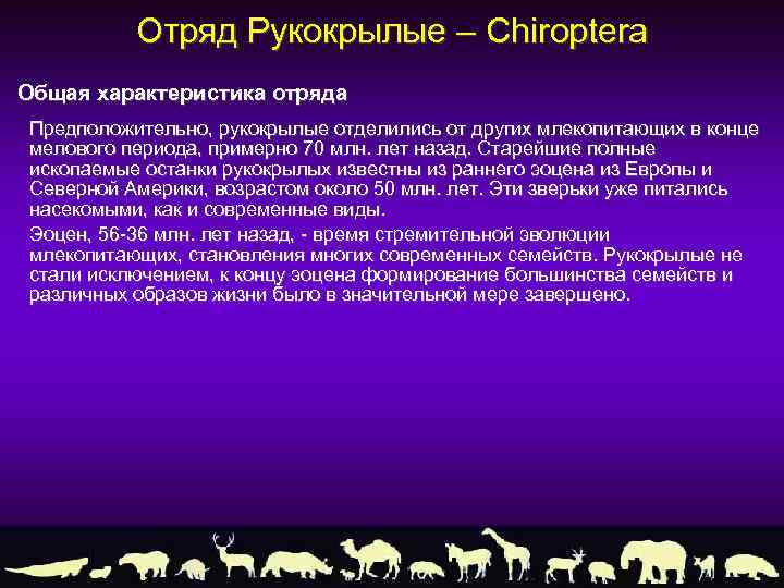 Отряд Рукокрылые – Chiroptera Общая характеристика отряда Предположительно, рукокрылые отделились от других млекопитающих в