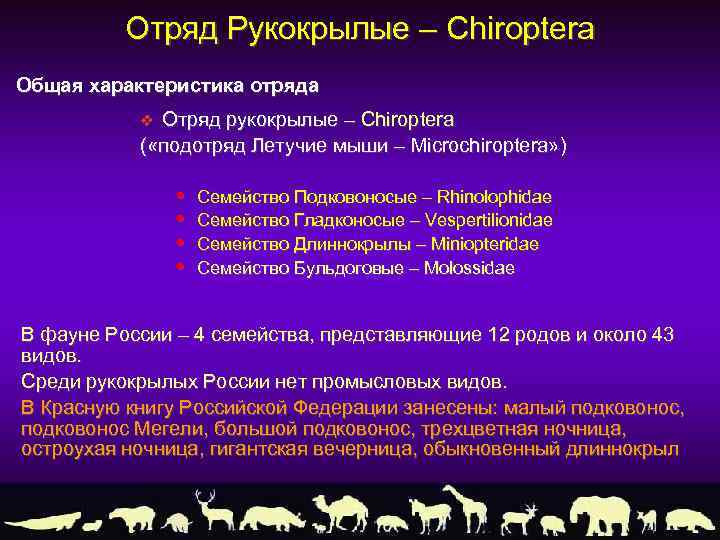 Отряд Рукокрылые – Chiroptera Общая характеристика отряда Отряд рукокрылые – Chiroptera ( «подотряд Летучие