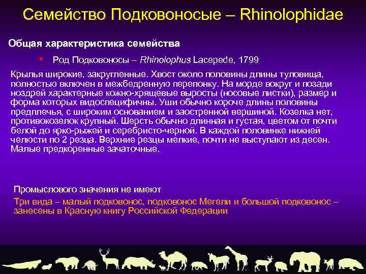 Семейство Подковоносые – Rhinolophidae Общая характеристика семейства • Род Подковоносы – Rhinolophus Lacepede, 1799