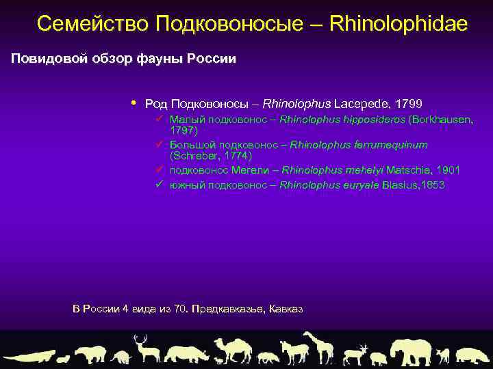 Семейство Подковоносые – Rhinolophidae Повидовой обзор фауны России • Род Подковоносы – Rhinolophus Lacepede,