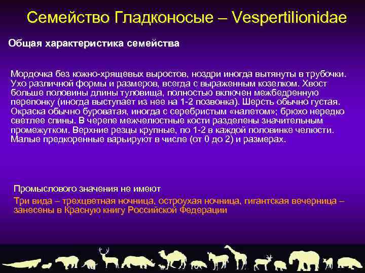 Семейство Гладконосые – Vespertilionidae Общая характеристика семейства Мордочка без кожно-хрящевых выростов, ноздри иногда вытянуты