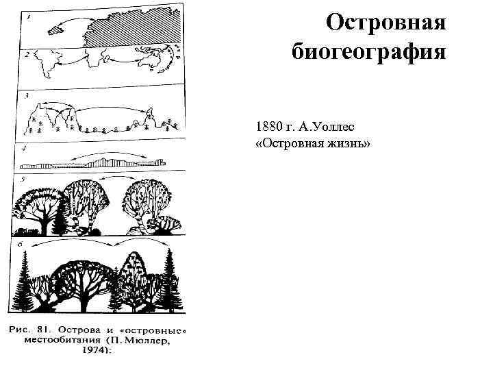 Островная биогеография 1880 г. А. Уоллес «Островная жизнь» 