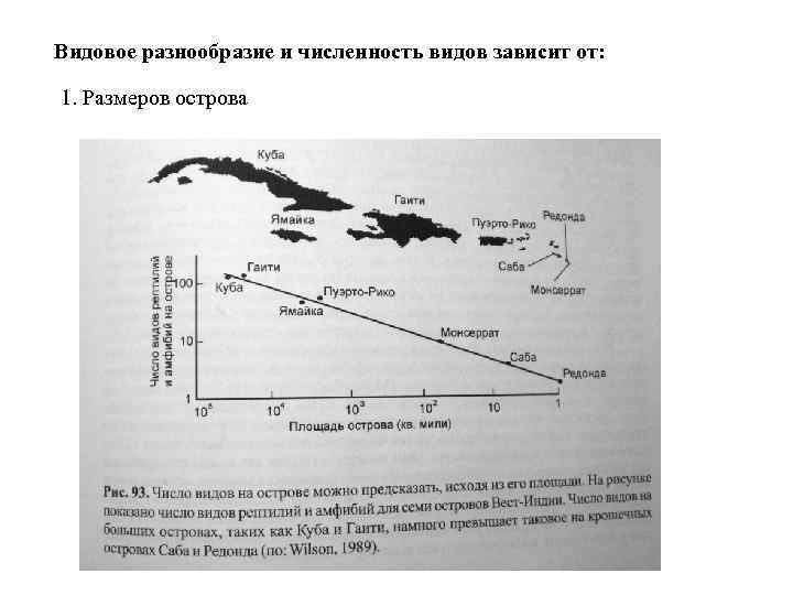 Видовое разнообразие и численность видов зависит от: 1. Размеров острова 