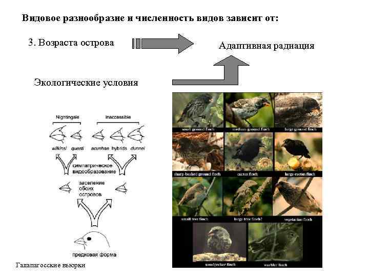 Видовое разнообразие и численность видов зависит от: 3. Возраста острова Экологические условия Галапагосские вьюрки