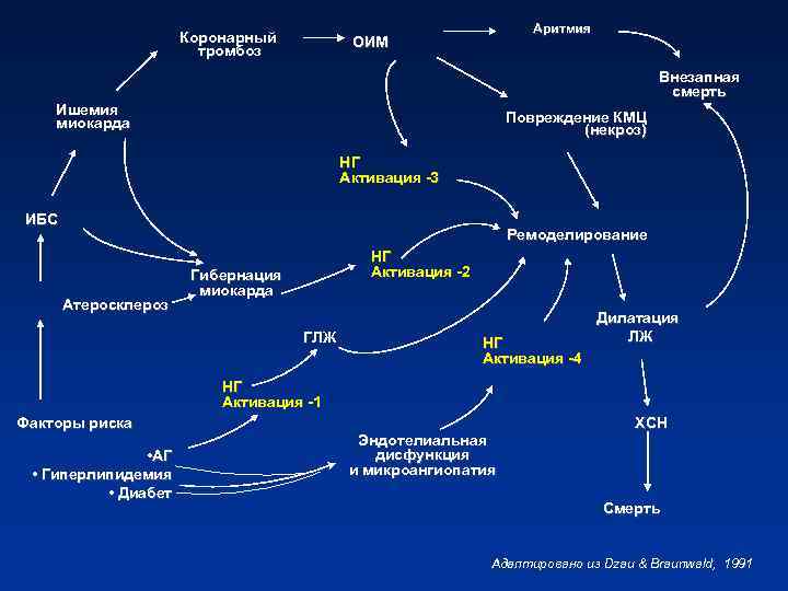 Коронарный тромбоз Аритмия ОИМ Внезапная смерть Ишемия миокарда Повреждение КМЦ (некроз) НГ Активация -3