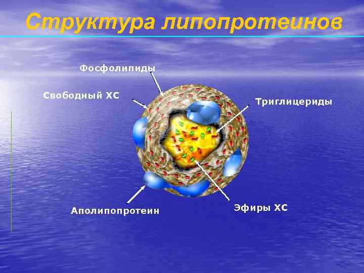 Структура липопротеинов Фосфолипиды Свободный ХС Аполипопротеин Триглицериды Эфиры ХС 