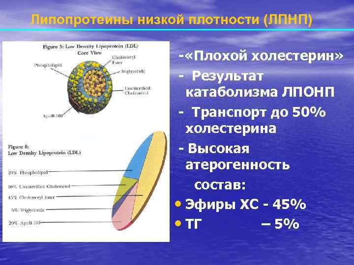 Липопротеины низкой плотности (ЛПНП) - «Плохой холестерин» - Результат катаболизма ЛПОНП - Транспорт до