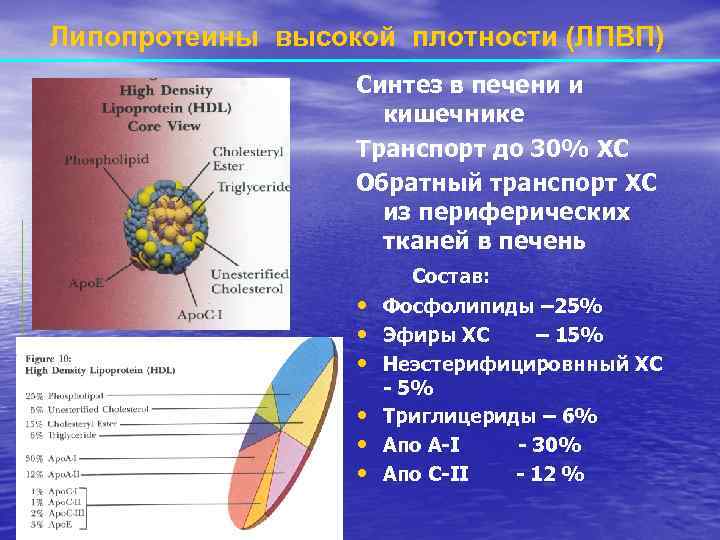 Липопротеины высокой плотности (ЛПВП) Синтез в печени и кишечнике Транспорт до 30% ХС Обратный