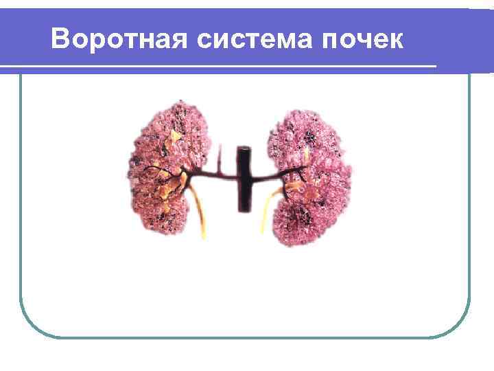 Воротная система почек 