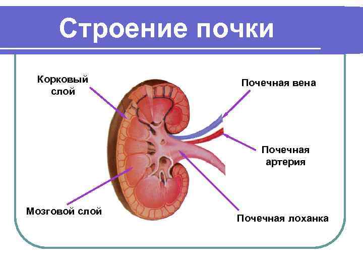 Строение почки Корковый слой Почечная вена Почечная артерия Мозговой слой Почечная лоханка 