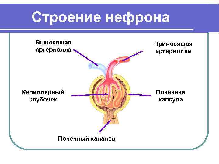 Строение нефрона Выносящая артериолла Капиллярный клубочек Почечный каналец Приносящая артериолла Почечная капсула 