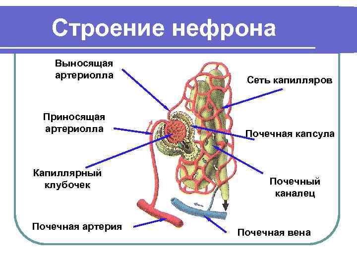 Нефрон это в биологии