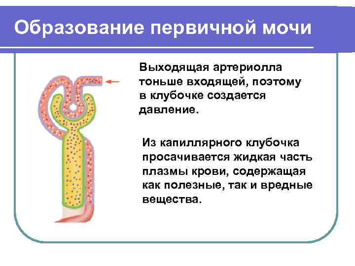 Образование первичной мочи Выходящая артериолла тоньше входящей, поэтому в клубочке создается давление. Из капиллярного