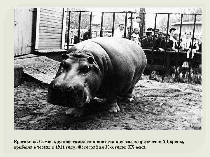 Красавица. Самая крупная самка гиппопотама в зоосадах предвоенной Европы, прибыла в зоосад в 1911
