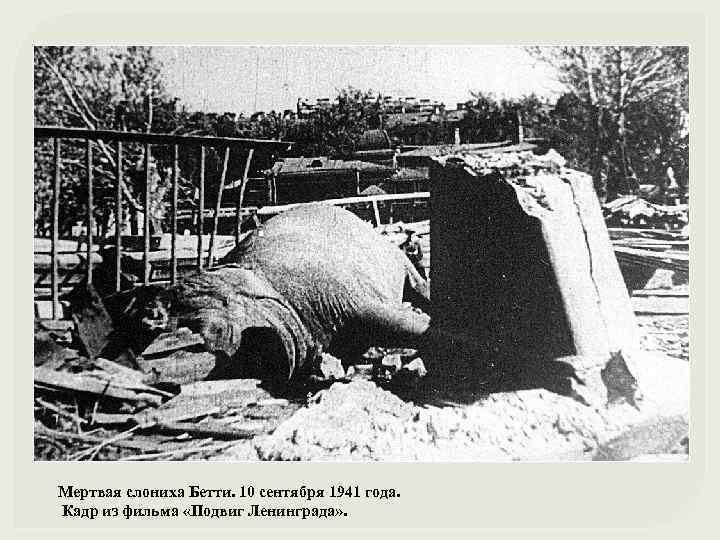 Мертвая слониха Бетти. 10 сентября 1941 года. Кадр из фильма «Подвиг Ленинграда» . 
