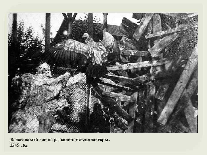 Белоголовый сип на развалинах орлиной горы. 1945 год 