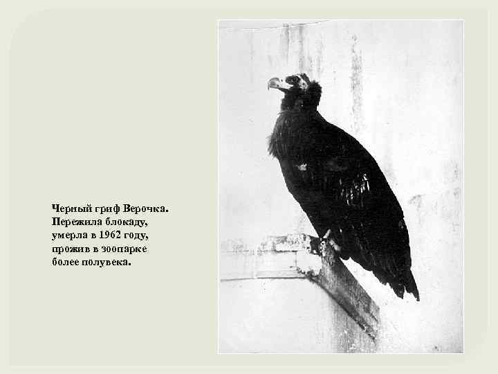 Черный гриф Верочка. Пережила блокаду, умерла в 1962 году, прожив в зоопарке более полувека.