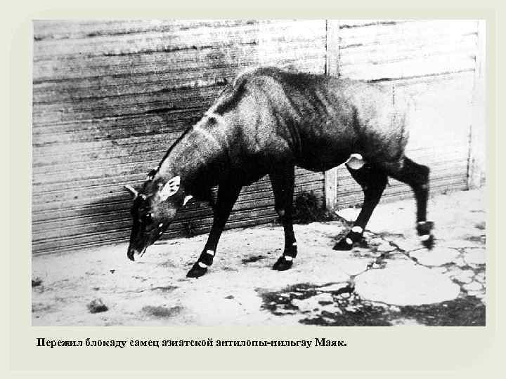 Пережил блокаду самец азиатской антилопы-нильгау Маяк. 