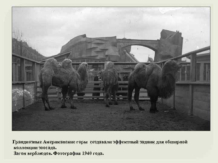 Грандиозные Американские горы создавали эффектный задник для обширной коллекции зоосада. Загон верблюдов. Фотография 1940