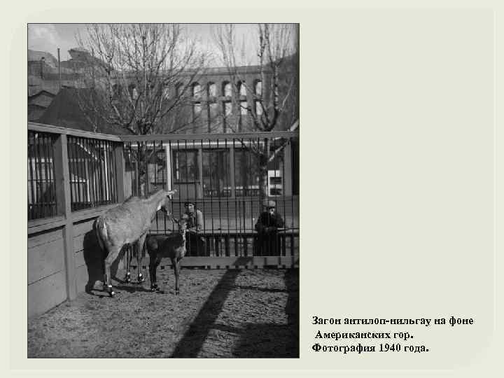 Загон антилоп-нильгау на фоне Американских гор. Фотография 1940 года. 