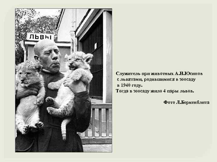 Служитель при животных А. Н. Юсипов с львятами, родившимися в зоосаду в 1940 году.