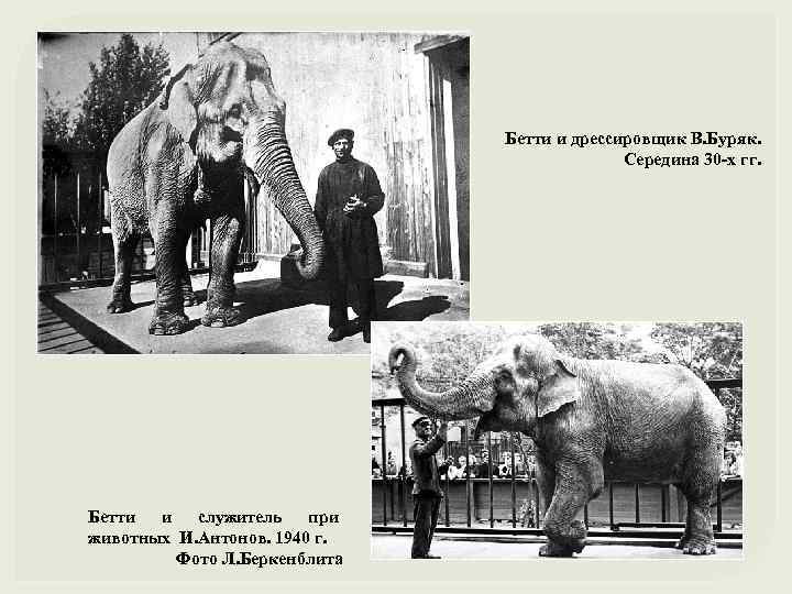 Бетти и дрессировщик В. Буряк. Середина 30 -х гг. Бетти и служитель при животных