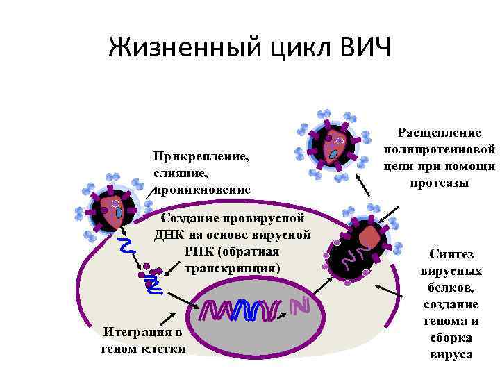 Жизненный цикл ВИЧ Прикрепление, слияние, проникновение Создание провирусной ДНК на основе вирусной РНК (обратная
