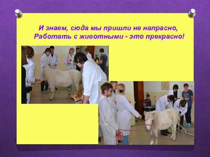 И знаем, сюда мы пришли не напрасно, Работать с животными - это прекрасно! 