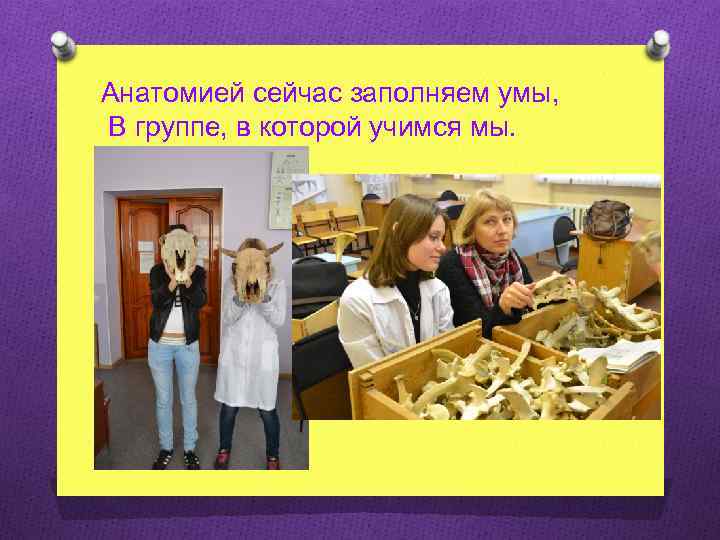 Анатомией сейчас заполняем умы, В группе, в которой учимся мы. 