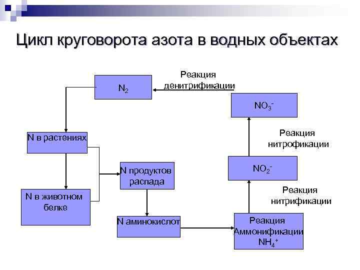 Цикл круговорота азота в водных объектах N 2 Реакция денитрификации NO 3 Реакция нитрофикации