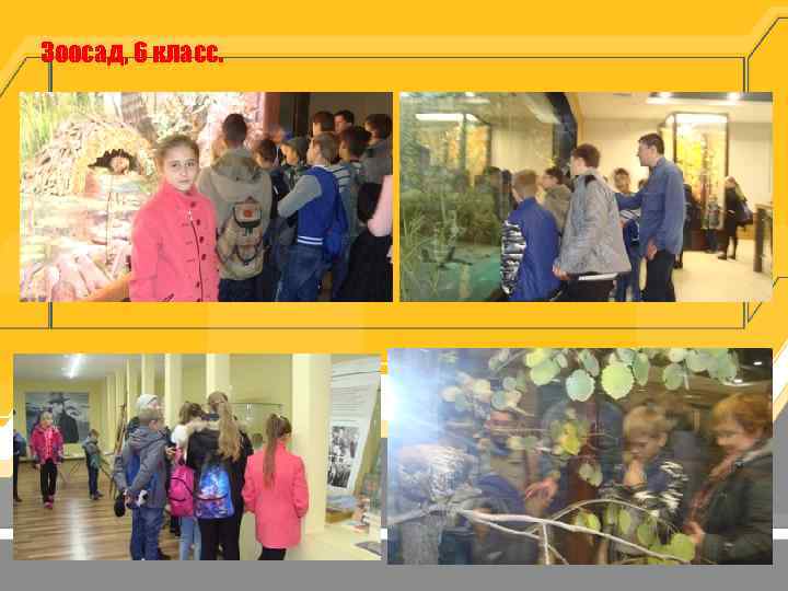 Зоосад, 6 класс. 