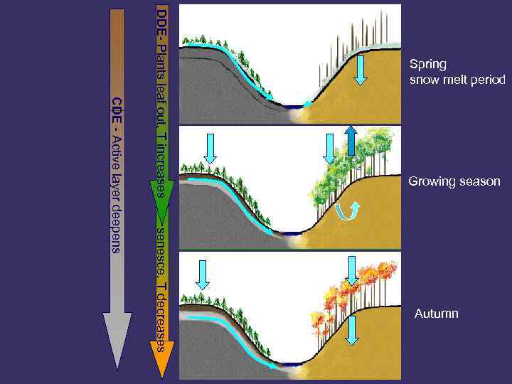 Growing season Autumn senesce, T decreases CDE - Active layer deepens DDE- Plants leaf