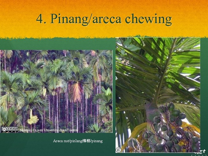 4. Pinang/areca chewing National Taiwan University Sakai. Takashi Areca nut/pinlang檳榔/pinang 