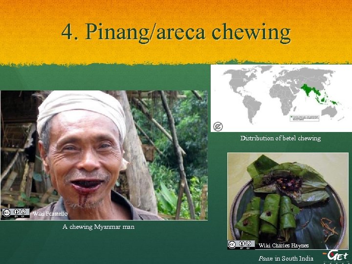 4. Pinang/areca chewing Distribution of betel chewing Wiki Fcastello A chewing Myanmar man Wiki