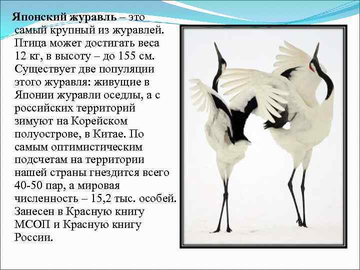 Японский журавль – это самый крупный из журавлей. Птица может достигать веса 12 кг,
