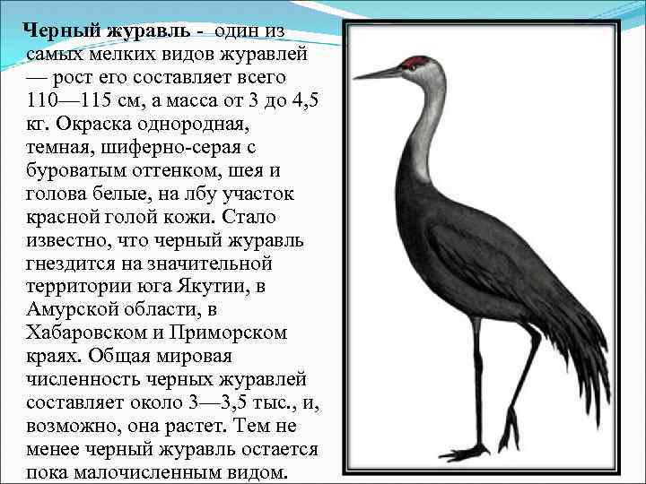 Журавль монах. Черный журавль описание для детей. Чёрный журавль красная книга. Красная книга России черный журавль. Чёрный журавль красная книга описание.