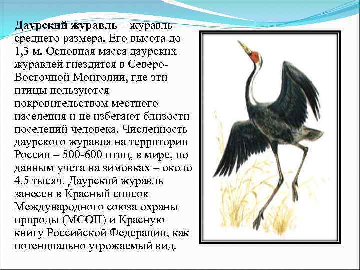 Даурский журавль – журавль среднего размера. Его высота до 1, 3 м. Основная масса