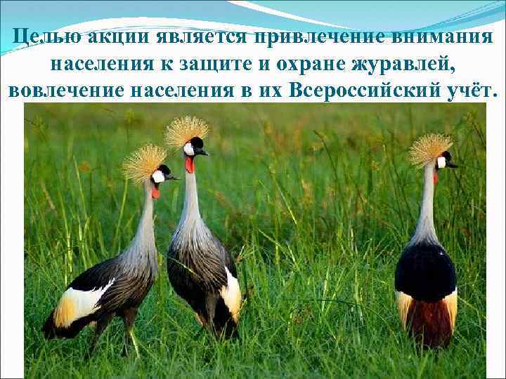 Целью акции является привлечение внимания населения к защите и охране журавлей, вовлечение населения в