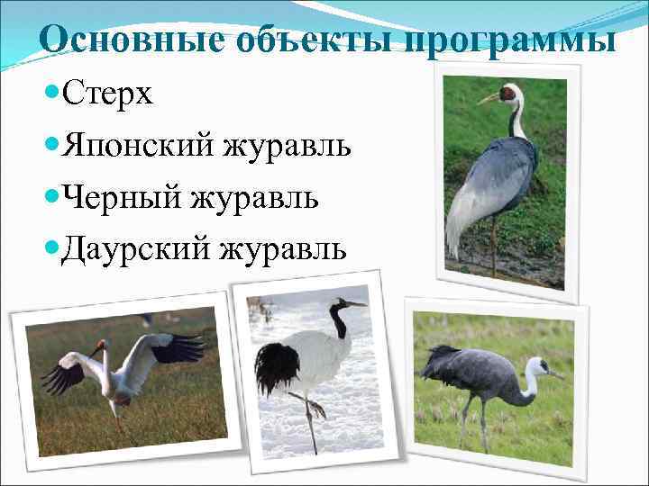 Основные объекты программы Стерх Японский журавль Черный журавль Даурский журавль 