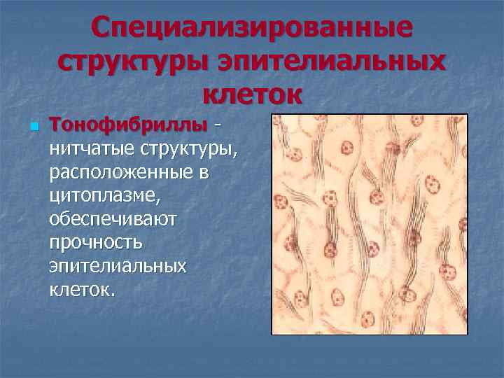 Специализированные структуры эпителиальных клеток n Тонофибриллы нитчатые структуры, расположенные в цитоплазме, обеспечивают прочность эпителиальных