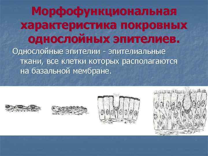 Морфофункциональная характеристика покровных однослойных эпителиев. Однослойные эпителии эпителиальные ткани, все клетки которых располагаются на