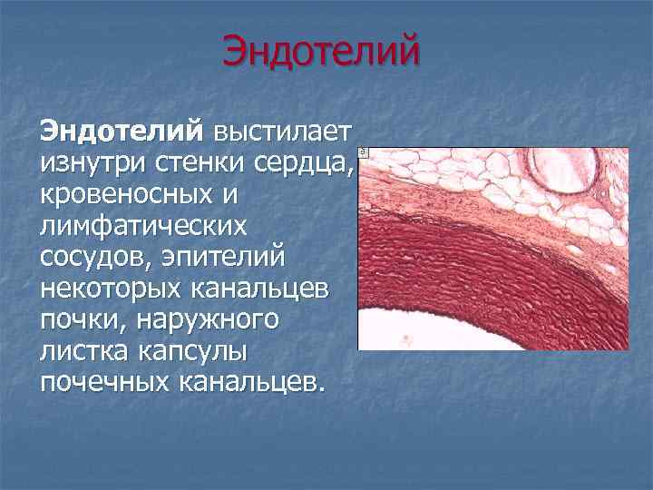 Стенки кровеносных