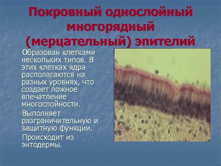 Покровный однослойный многорядный (мерцательный) эпителий Образован клетками нескольких типов. В этих клетках ядра располагаются